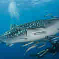 Whale Shark - Thailand Aggressor