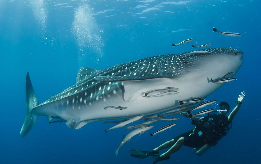 Whale Shark - Thailand Aggressor