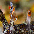 Marine Life - Thailand Aggressor