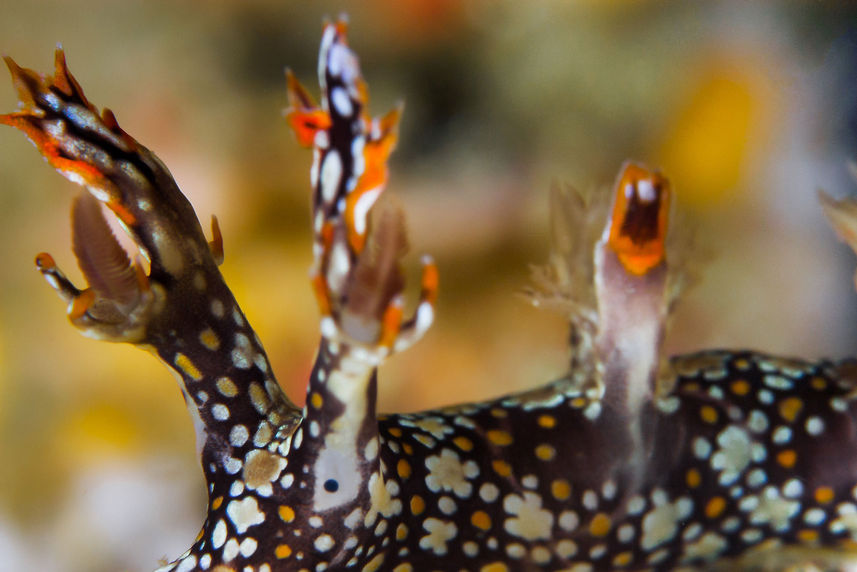 Marine Life - Thailand Aggressor