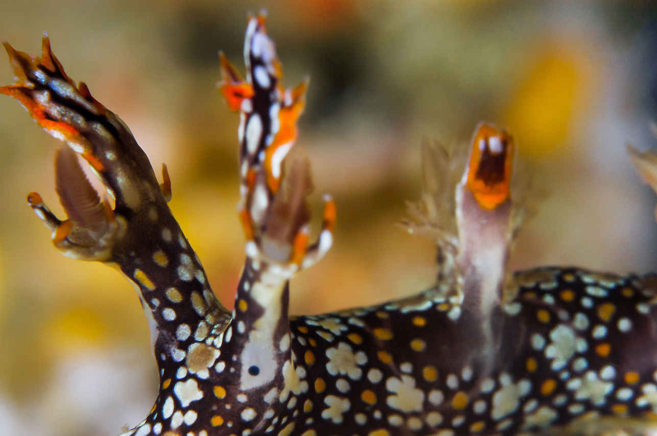 Marine Life - Thailand Aggressor