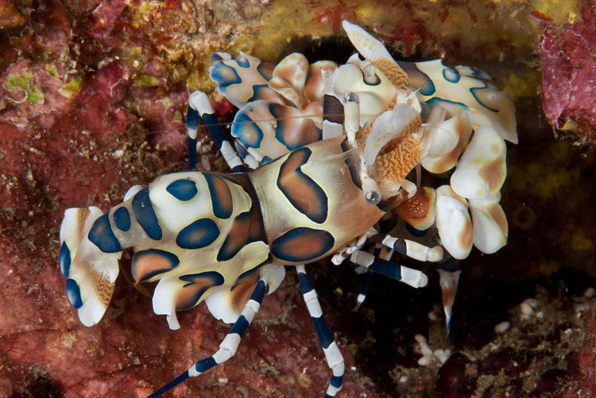 Marine Life - Thailand Aggressor