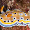 Marine Life - Thailand Aggressor