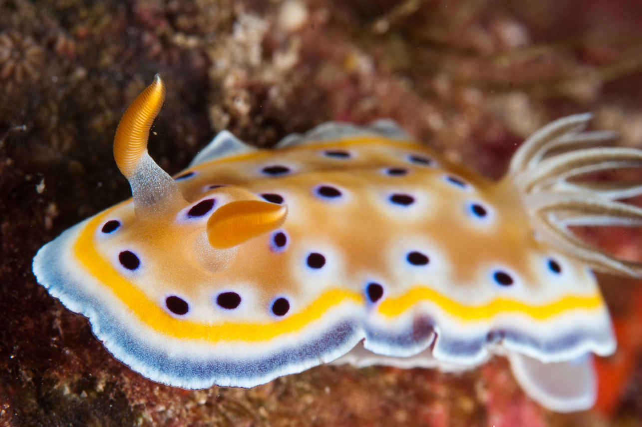 Marine Life - Thailand Aggressor