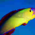 Marine Life - Thailand Aggressor