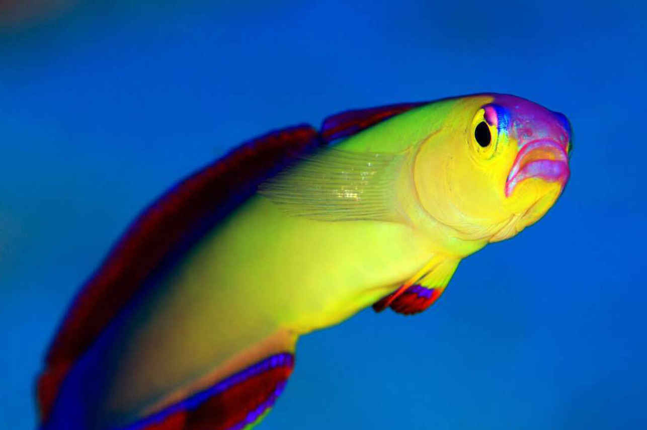 Marine Life - Thailand Aggressor