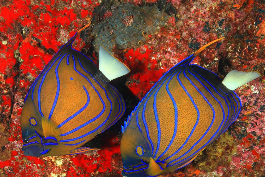 Marine Life - Thailand Aggressor