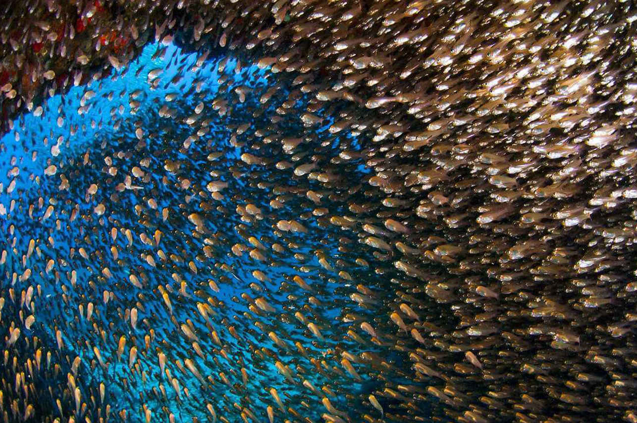 Marine Life - Thailand Aggressor