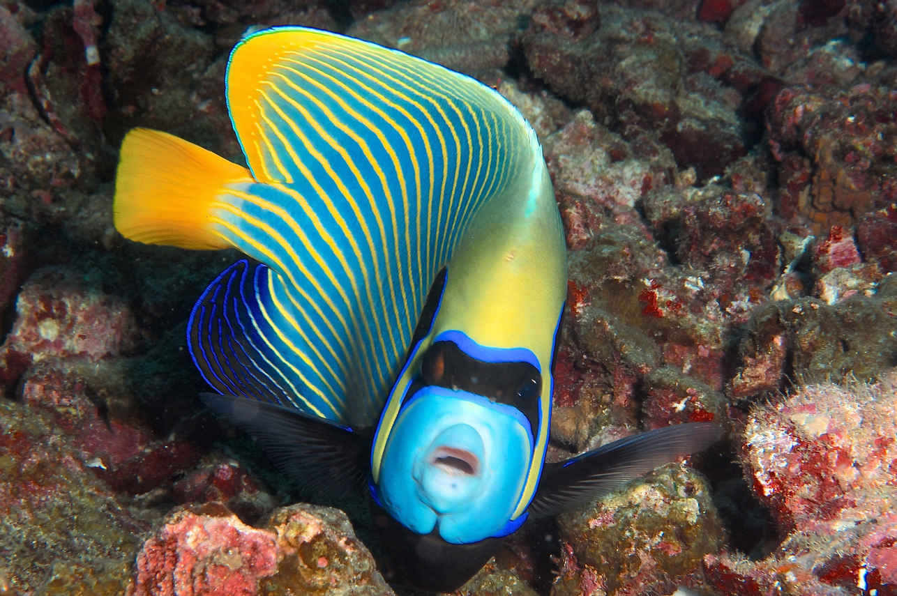 Marine Life - Thailand Aggressor