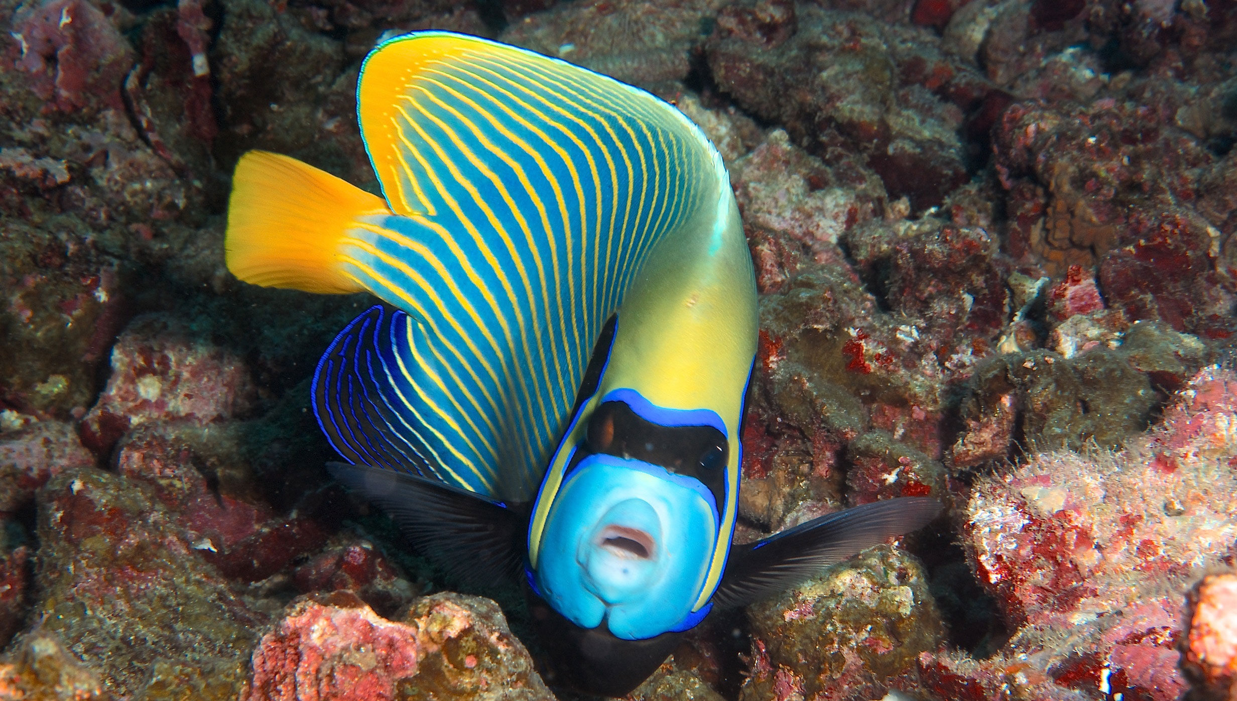 Marine Life - Thailand Aggressor