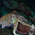 Marine Life - Thailand Aggressor