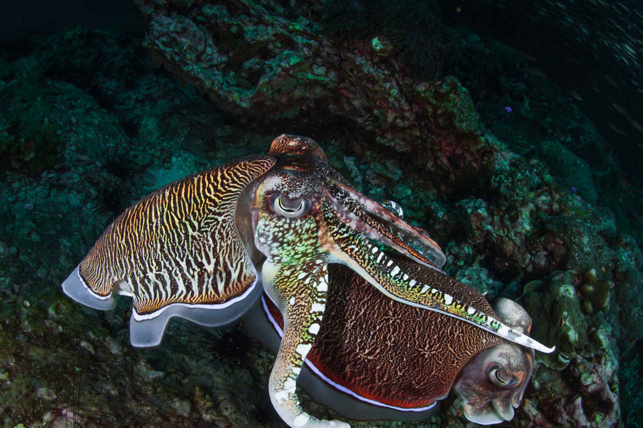 Marine Life - Thailand Aggressor