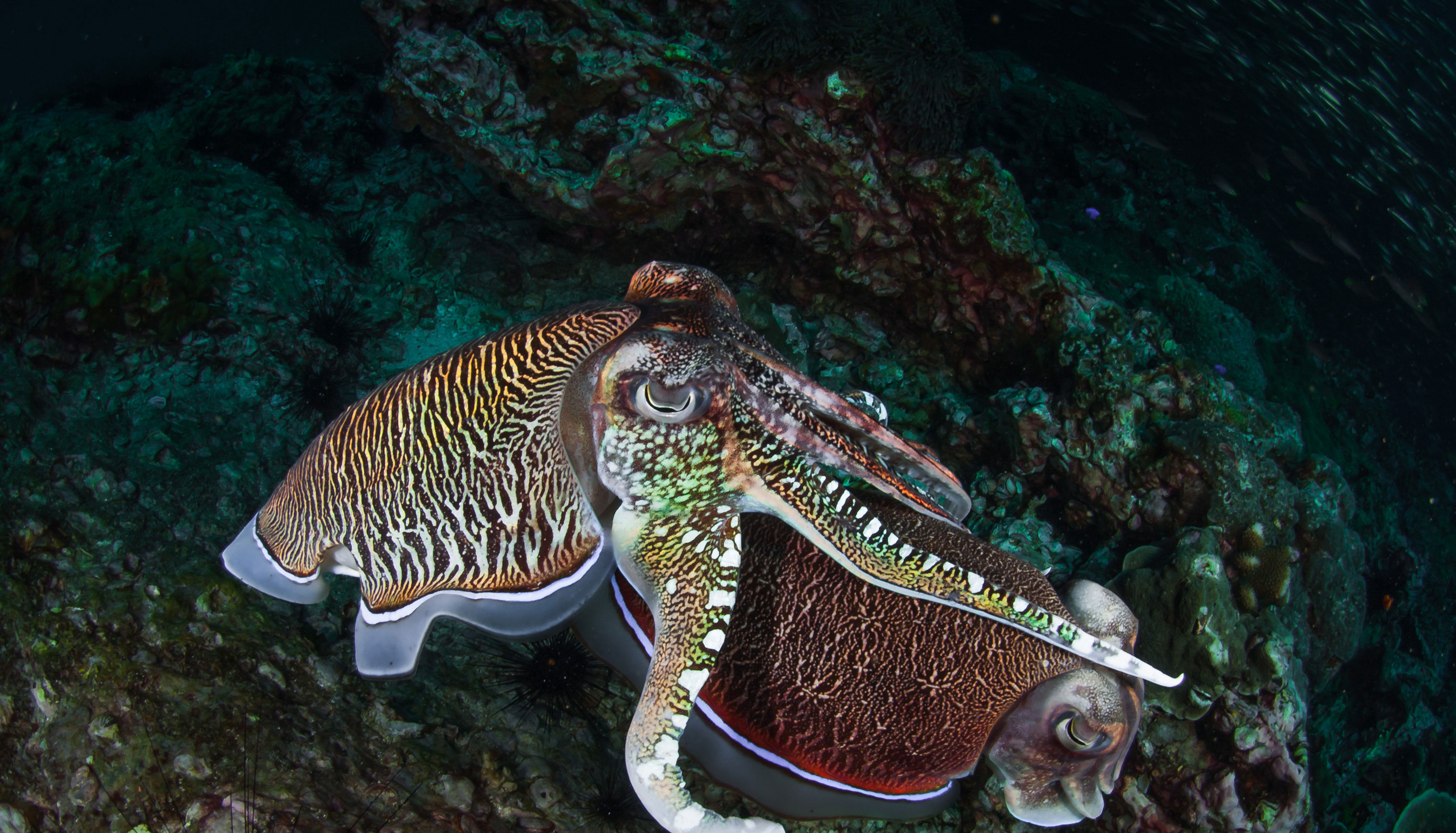 Marine Life - Thailand Aggressor