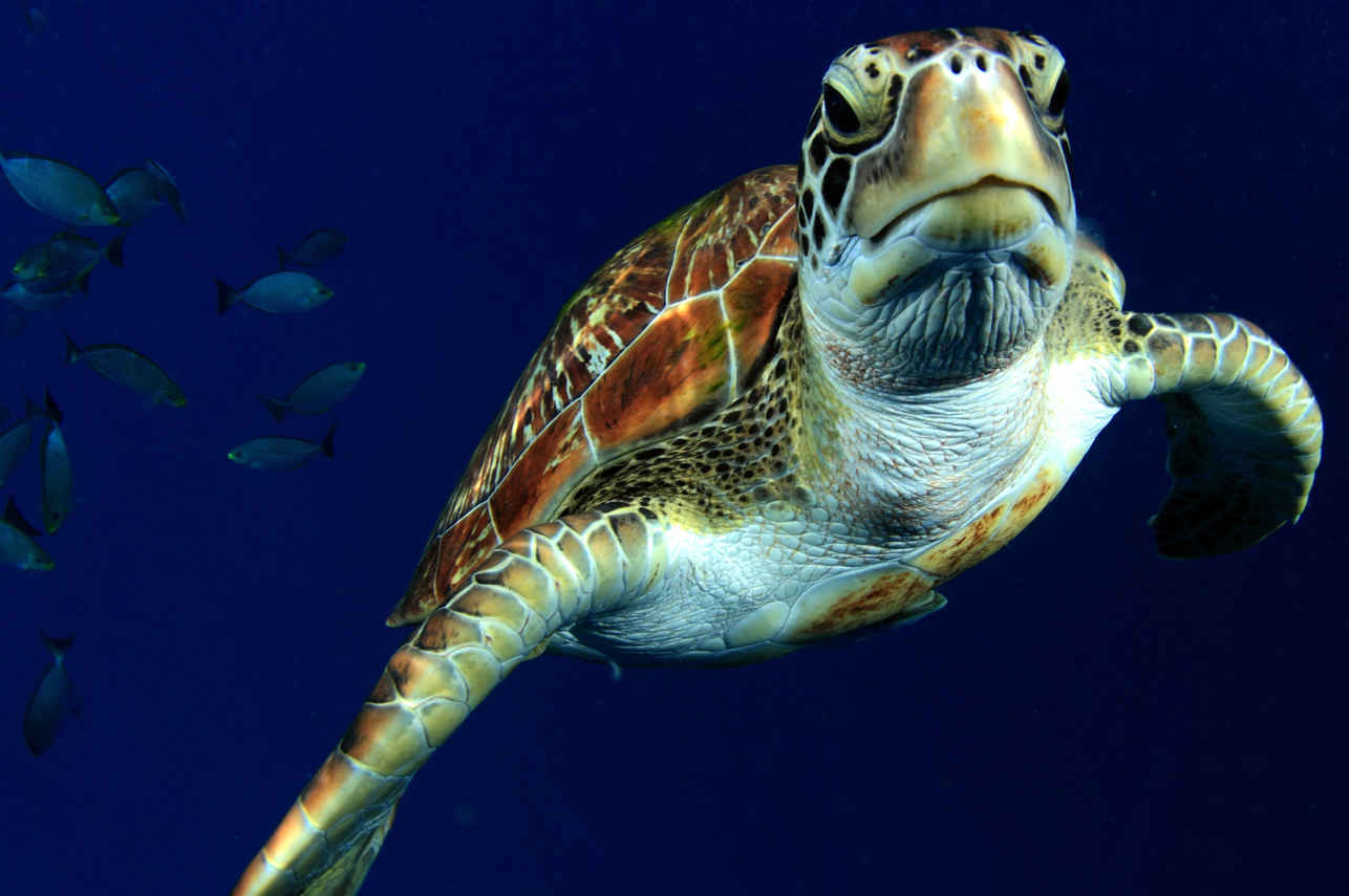 Turtle - Thailand Aggressor