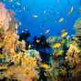Marine Life - Rock Islands Aggressor