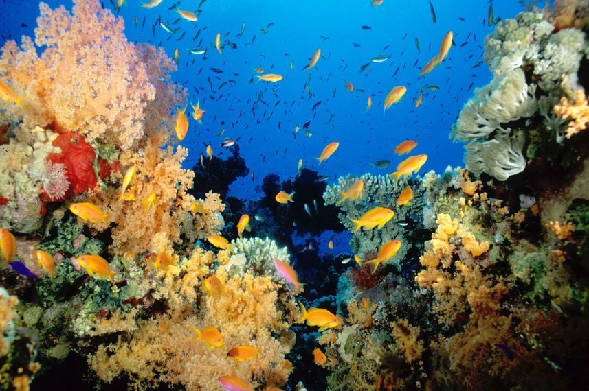 Marine Life - Rock Islands Aggressor