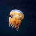 Marine Life - Rock Islands Aggressor