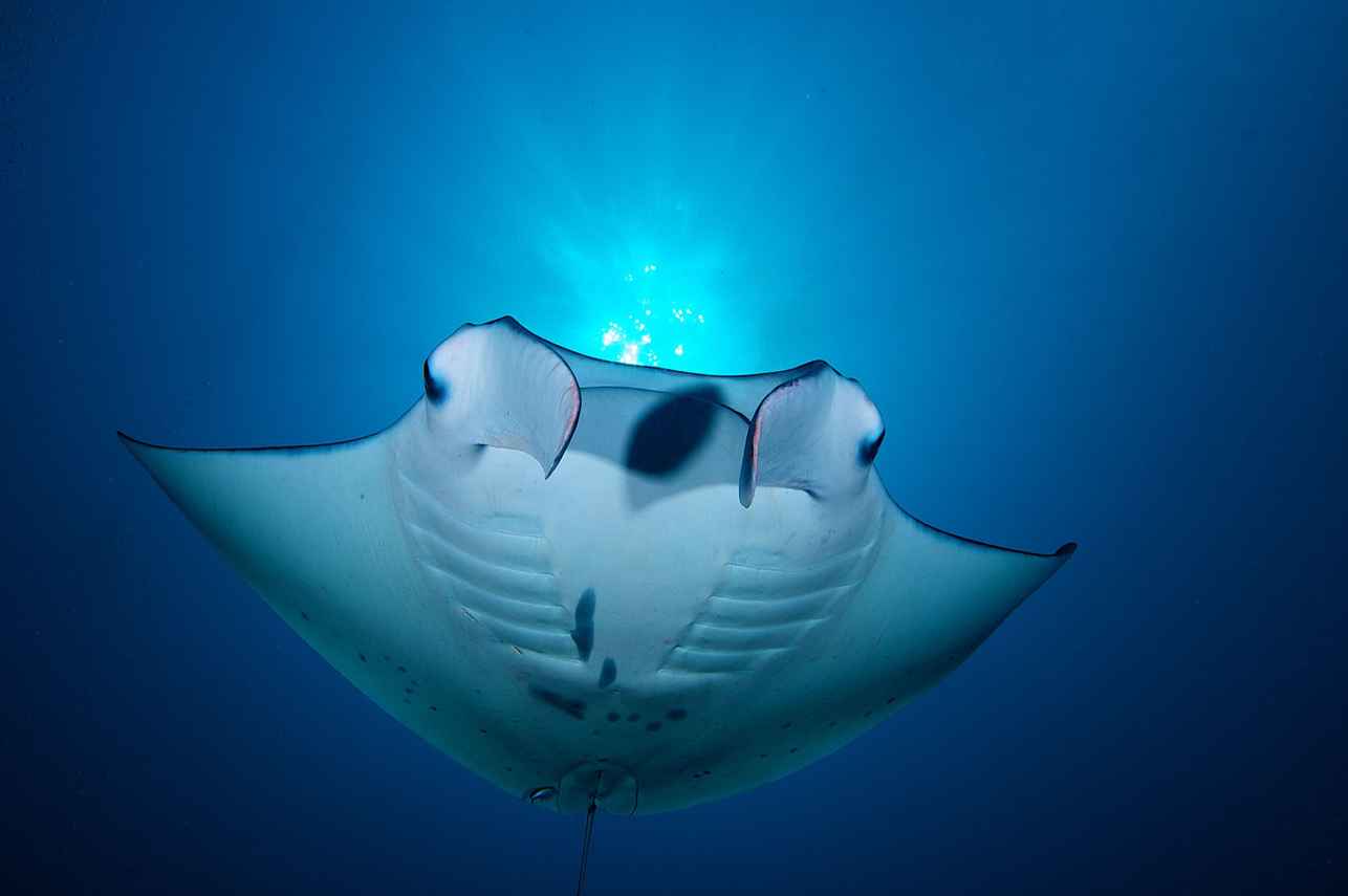 Manta - Rock Islands Aggressor