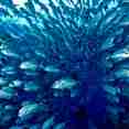 Marine Life - Rock Islands Aggressor