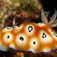 Marine Life - Rock Islands Aggressor