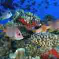 Marine Life - Rock Islands Aggressor
