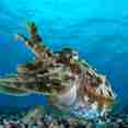 Marine Life - Rock Islands Aggressor