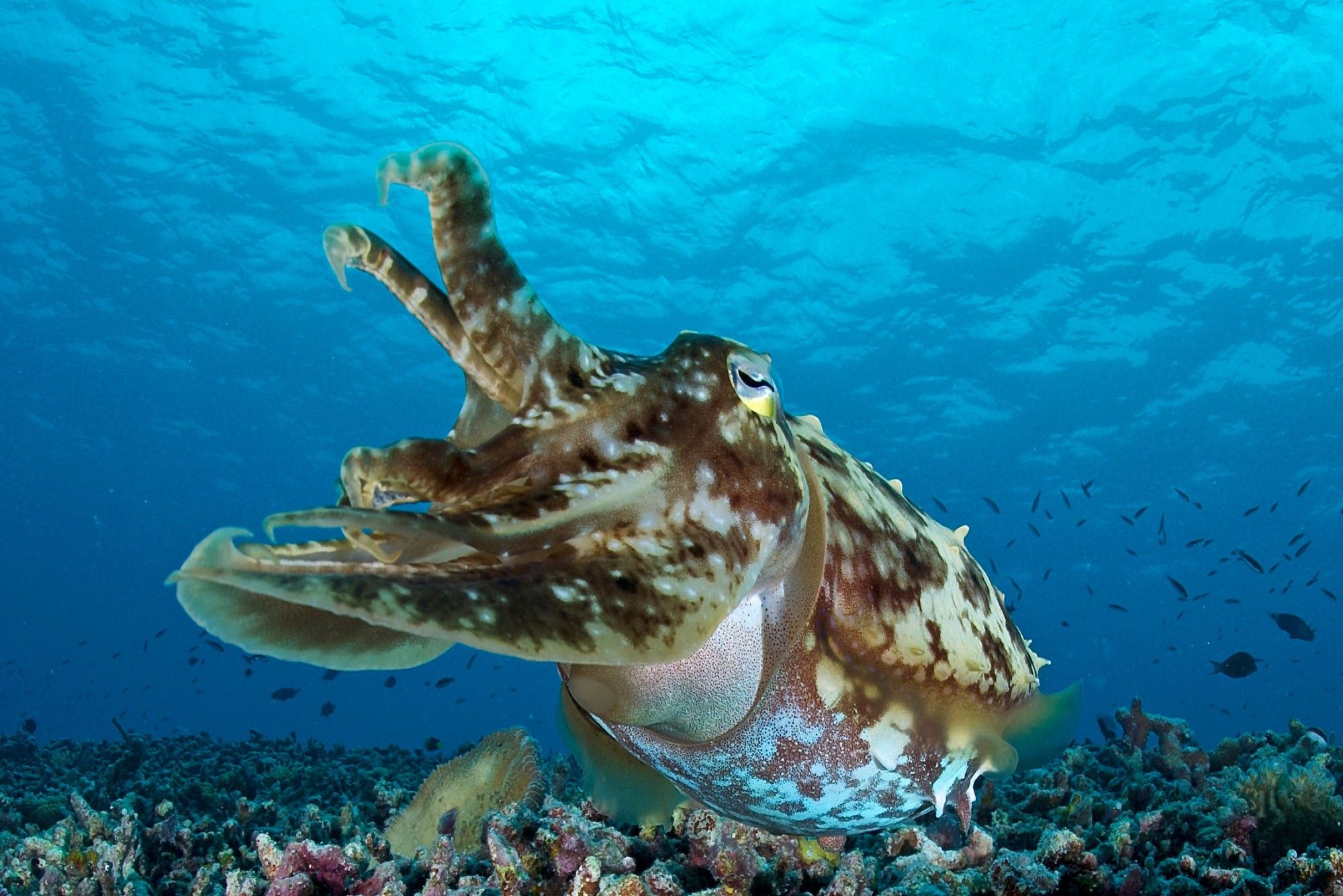 Marine Life - Rock Islands Aggressor