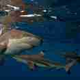 Shark - Rock Islands Aggressor