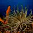 Marine Life - Turks and Caicos Aggressor II