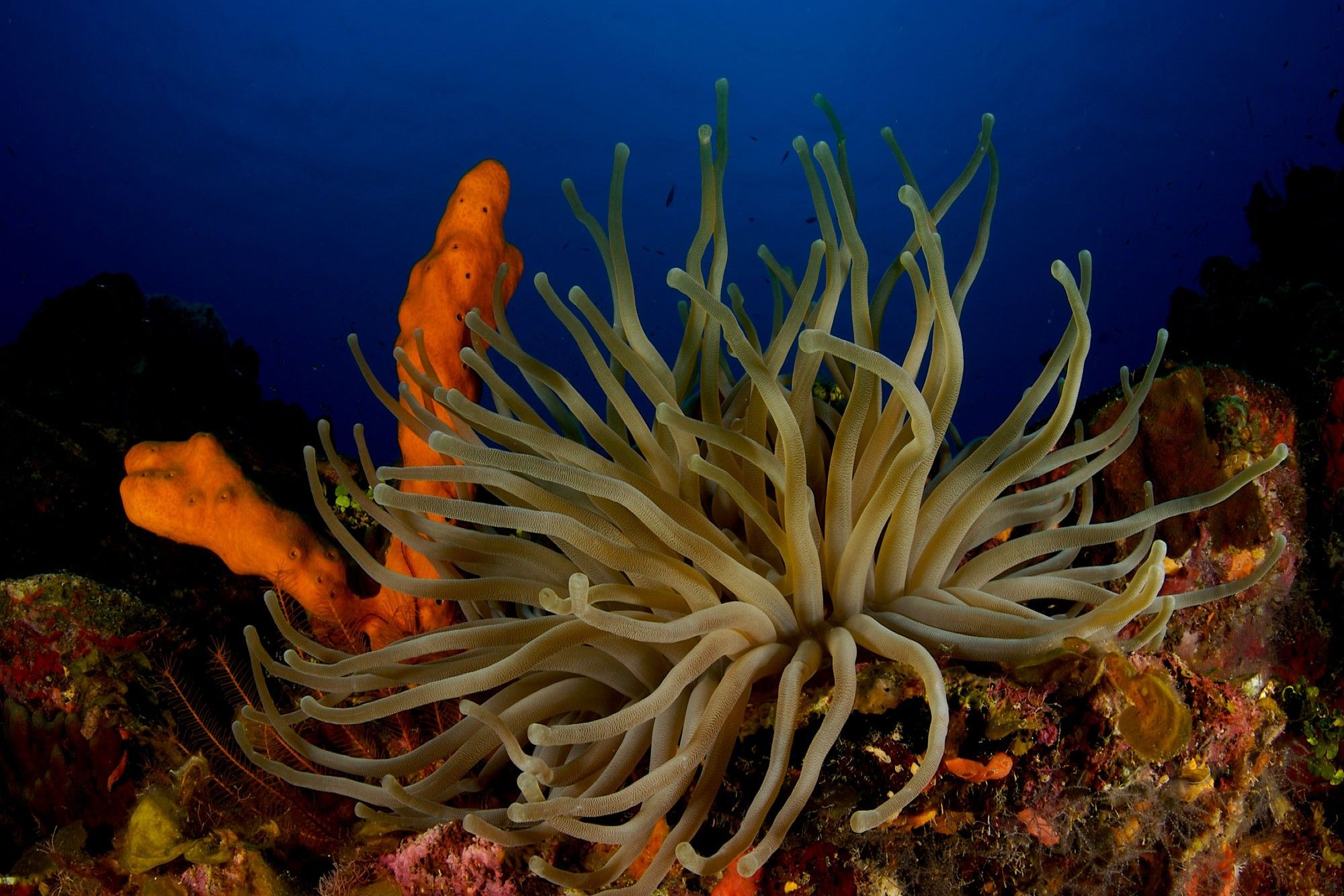 Marine Life - Turks and Caicos Aggressor II