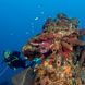 Marine Life - Turks and Caicos Aggressor II
