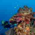 Marine Life - Turks and Caicos Aggressor II