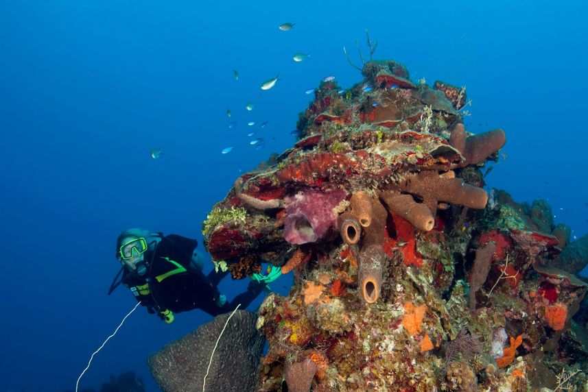 Marine Life - Turks and Caicos Aggressor II