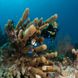 Onderwaterleven - Turks and Caicos Aggressor II