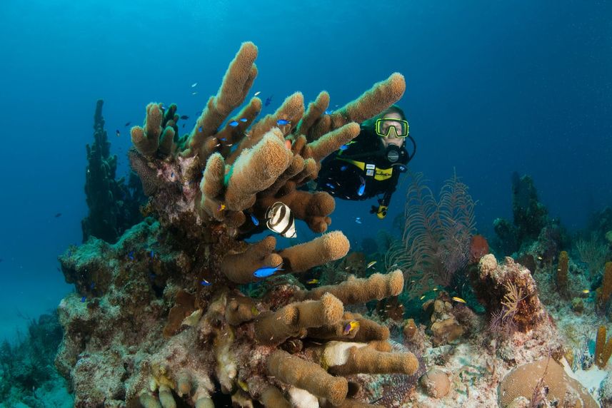 Marine Life - Turks and Caicos Aggressor II