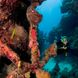 Onderwaterleven - Turks and Caicos Aggressor II