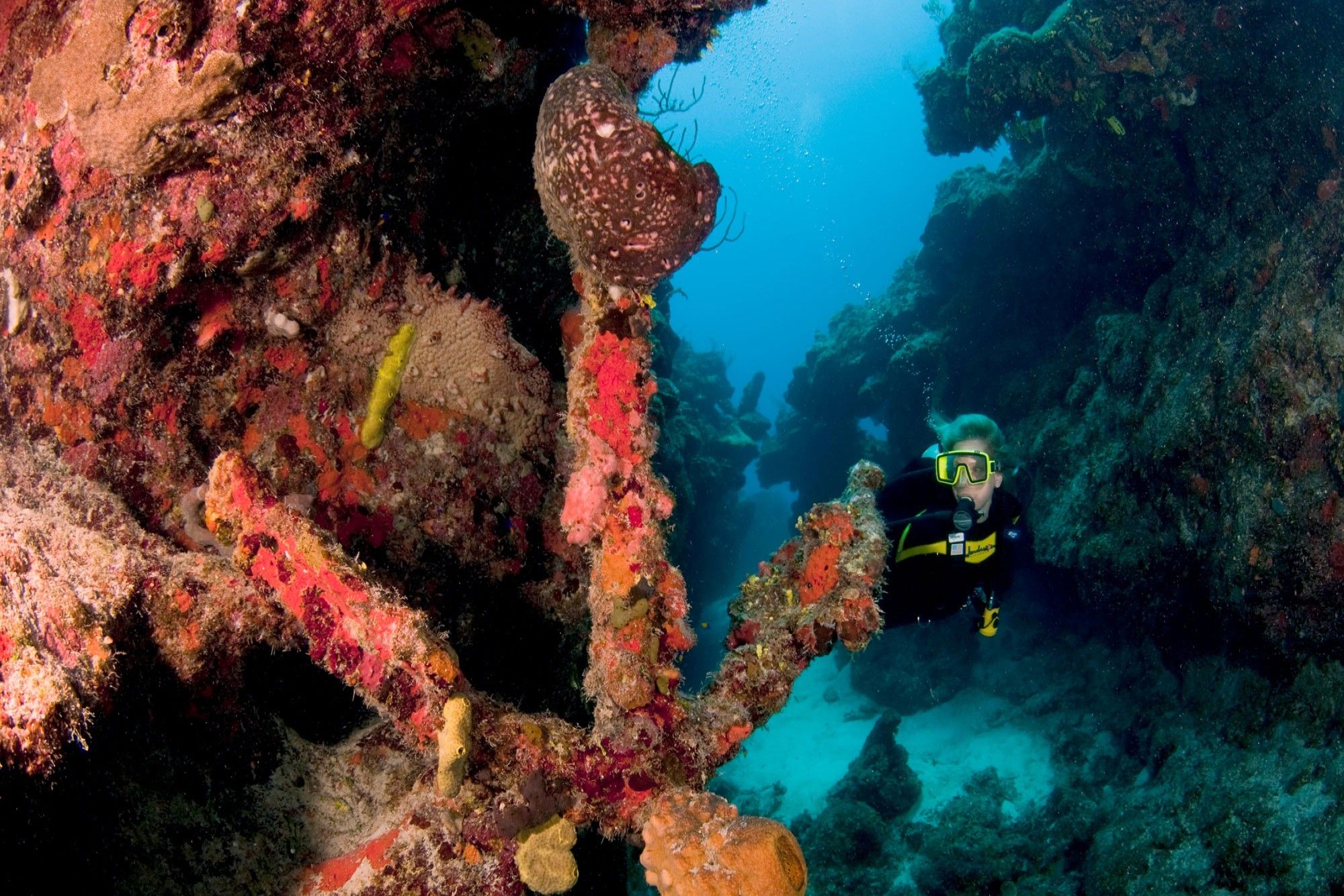 Marine Life - Turks and Caicos Aggressor II