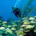 Diving