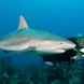 Shark - Turks and Caicos Aggressor II