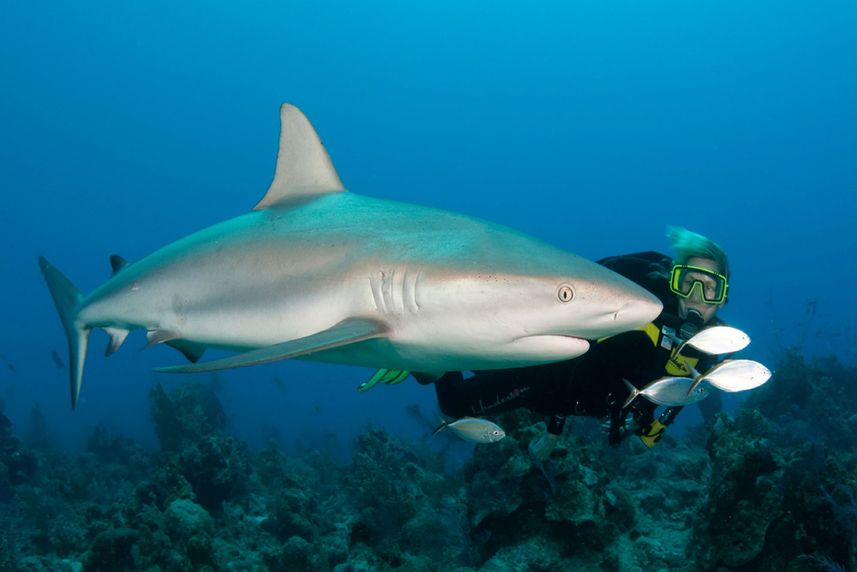 Shark - Turks and Caicos Aggressor II