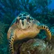 Schildpad - Turks and Caicos Aggressor II