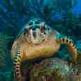Turtle - Turks and Caicos Aggressor II