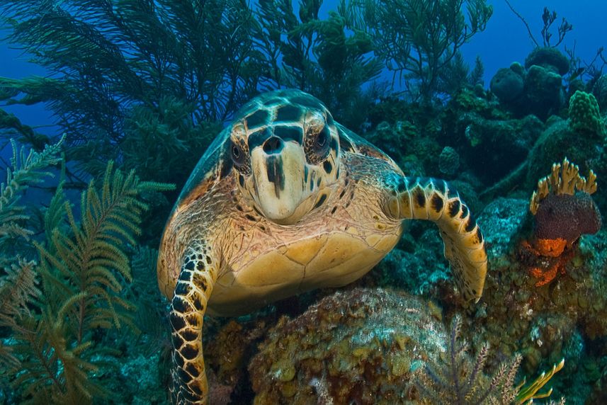 Turtle - Turks and Caicos Aggressor II