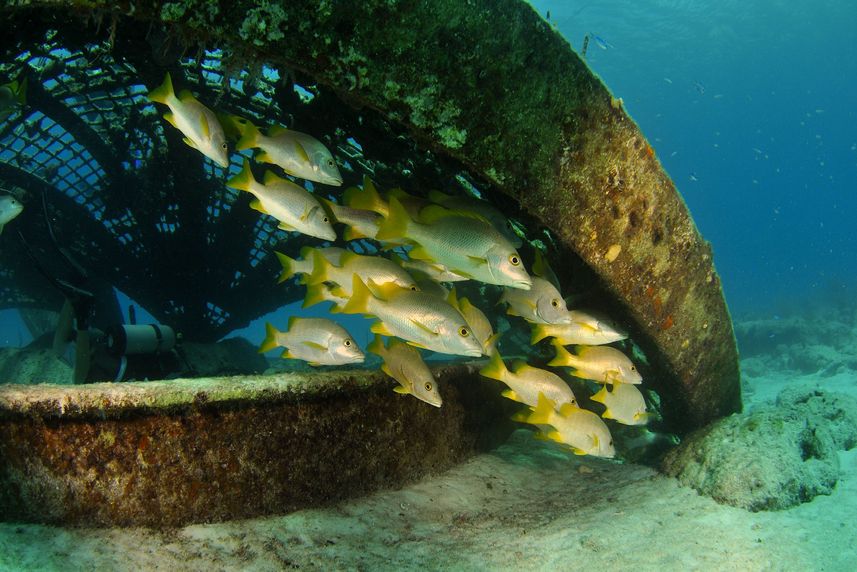 Marine Life - Turks and Caicos Aggressor II