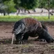 Dragão de Komodo - Adelaar