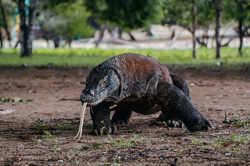 Komodo Dragon - Adelaar