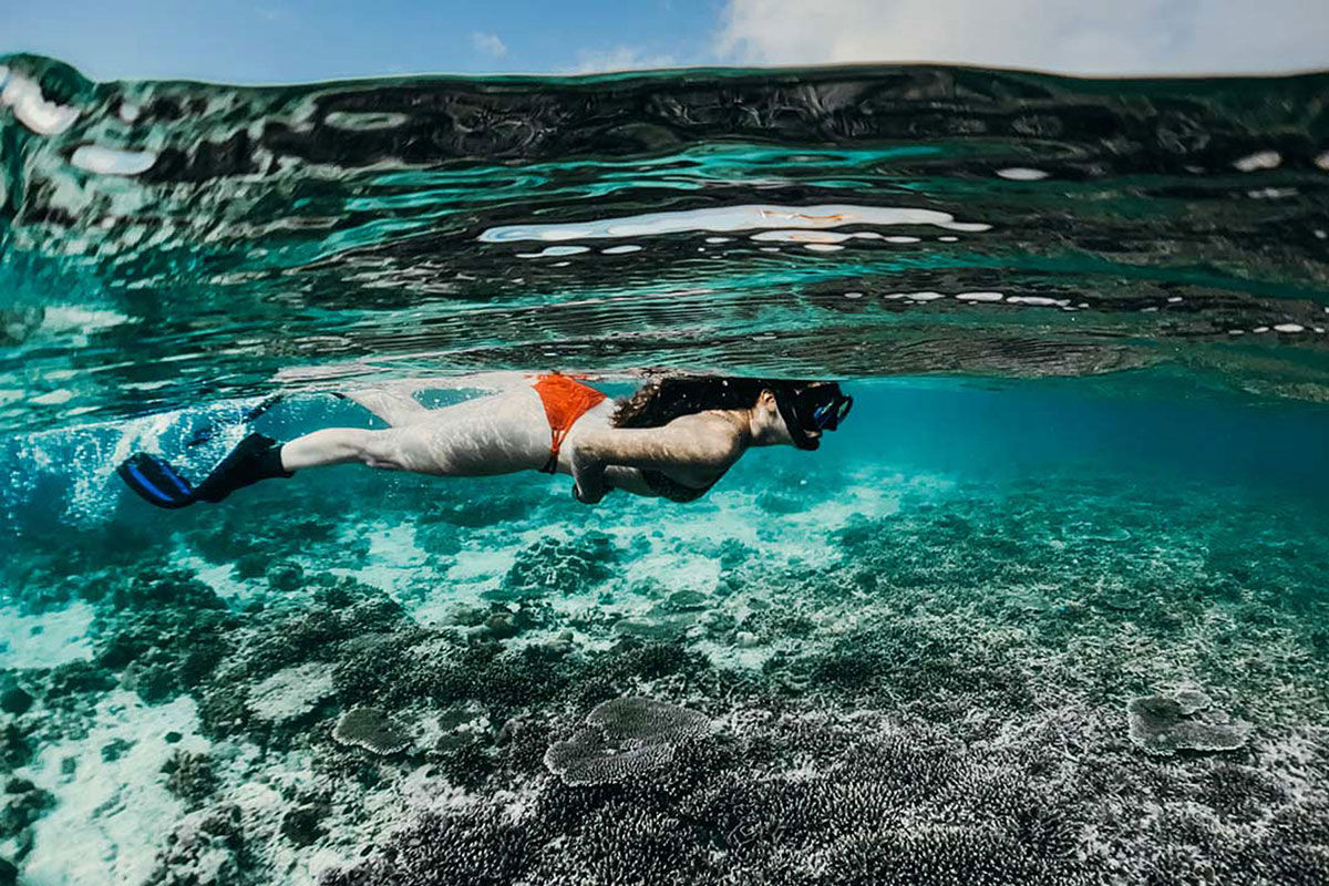 Snorkelling  - Adelaar