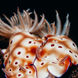 Nudibranch