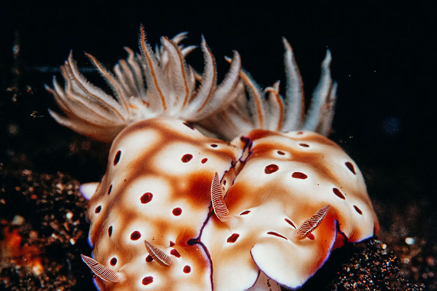 Nudibranch