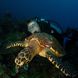 Черепаха - Okeanos Aggressor II